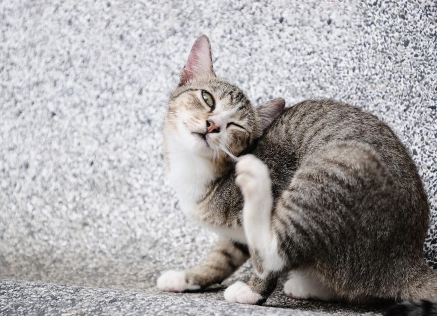 Scabies in Cats PetMD